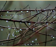 Wet