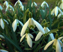 BLÜTEN