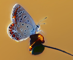 Kelebek