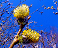 FRÜHLING