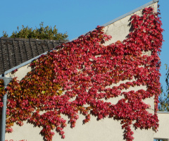 Parthenocissus tricuspidata 'Veitchii Boskoop' 