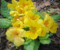 THE FIRST PRIMULAS