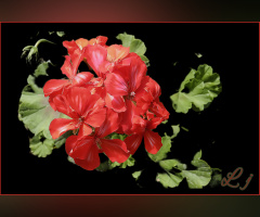 Geranium beauty ❤️⚜❤️