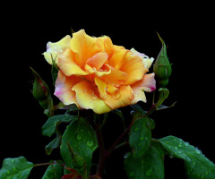 BLÜTE