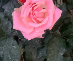 1st Rose of this Spring