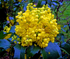 BLÜTEN