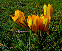 BLÜTEN