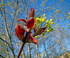 FRÜHLING