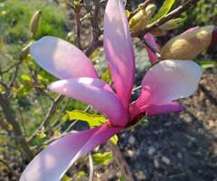 MAGNOLIA IN BLOOM