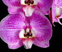 Orquídeas 