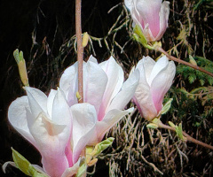 MAGNOLIA I LOVE