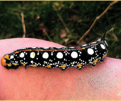 1st  caterpillar of the season⚜