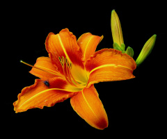 BLÜTE