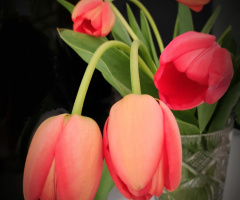 SPRING TULIPS