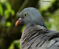 The dove