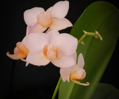 ORCHID 