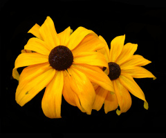 BLÜTEN