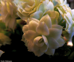 Kalanchoe blossfeldiana