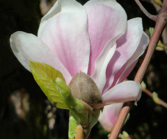 MAGNOLIA FLOWER