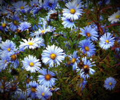 SMALL DAISIES