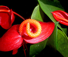 BLÜTEN