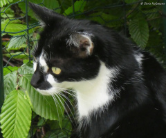 Neighbour's cat 