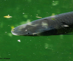 Carp