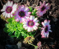 COLORFUL DAISIES
