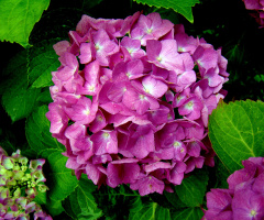 BLÜTEN