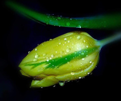 TULIP IN THE WATERDROPS