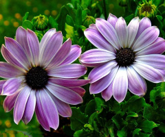 DAISIES