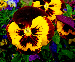 BLÜTEN