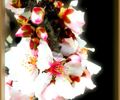 Apricot tree flowers ❤️⚜❤️