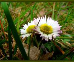 BLÜTEN