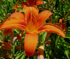 BLÜTE