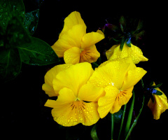 BLÜTEN