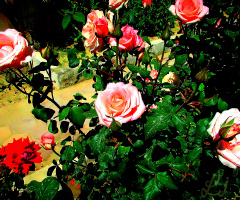 Roses ⚜