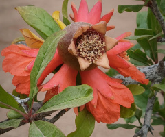 POMEGRANATE'S FLOWER AND FRUIT