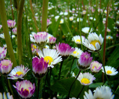 BLÜTEN