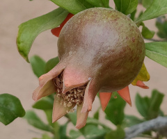 RIPENING POMEGRANATE FRUIT