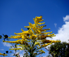 BLÜTEN