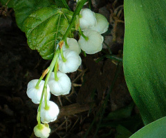 LILLY OF THE VALLEY 