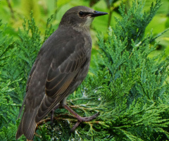 starling