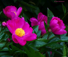 common garden peony 