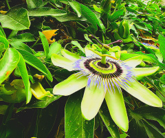 Passion Flower ❤️⚜❤️