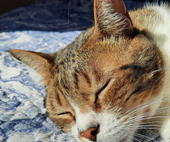Gato