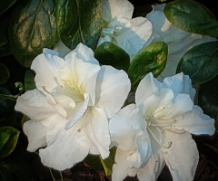 WHITE AZALEA