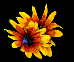 BLÜTEN