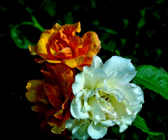 BLÜTEN