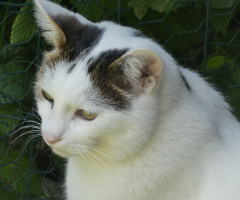 Neighbour's cat 